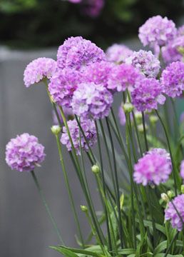 Armeria Ballerina Lilac- армерия балерина лилава (1262)